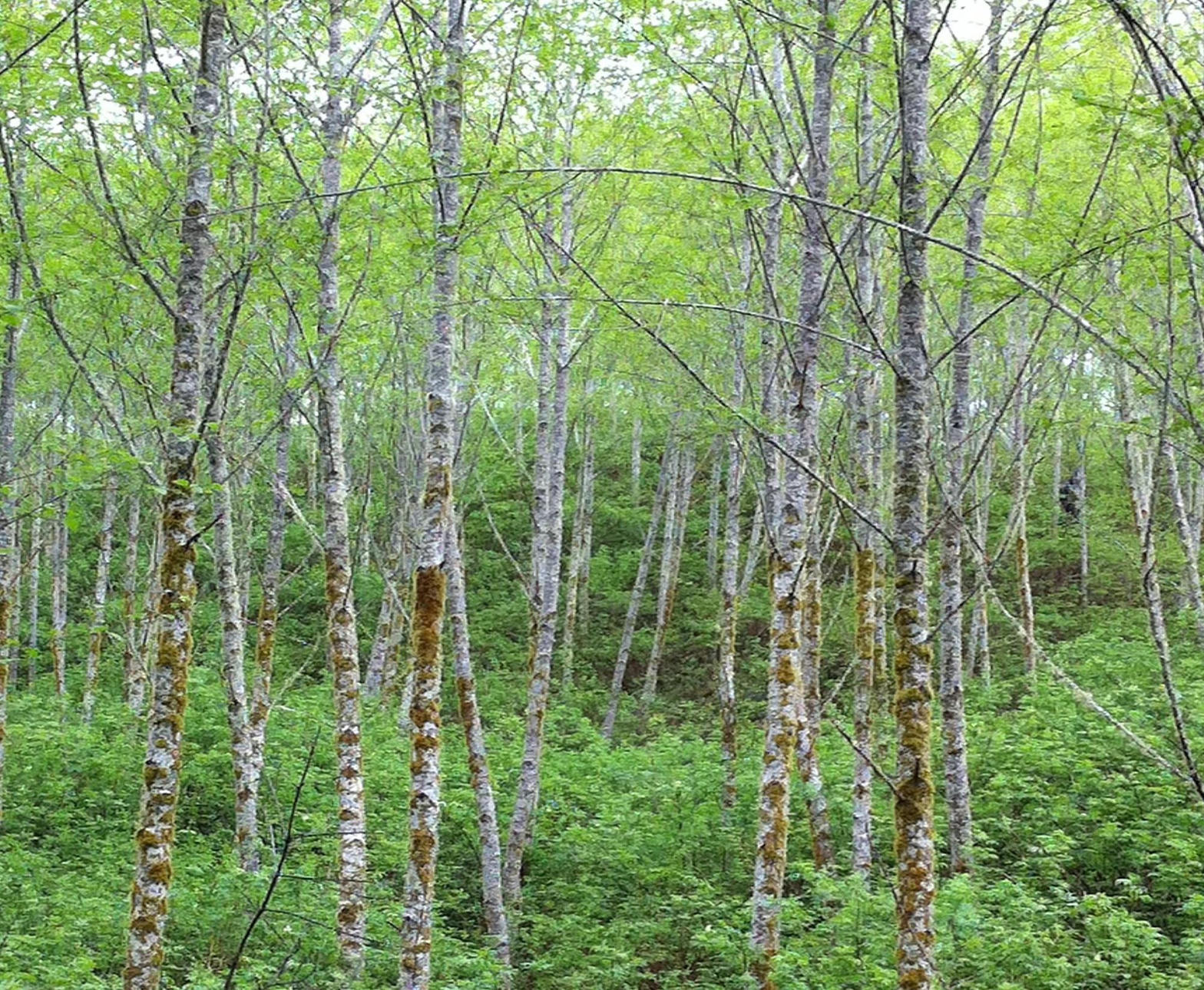 Stand of small red alder