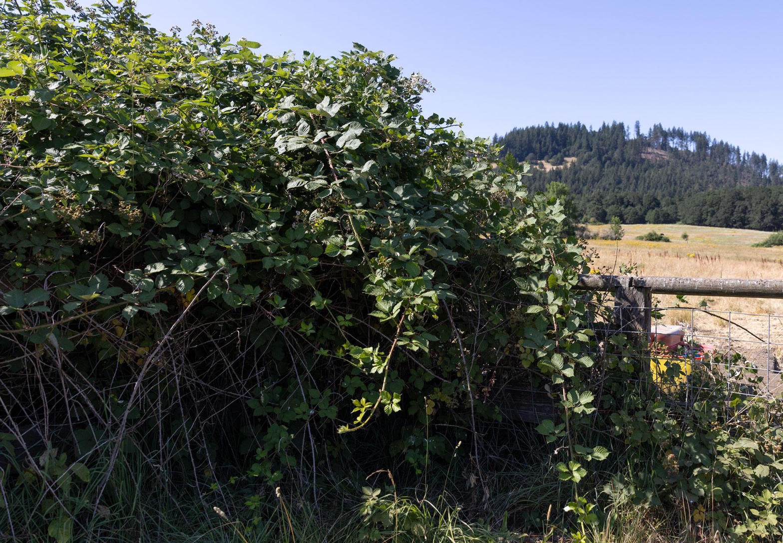 Himalayan blackberry swallowing a fence line