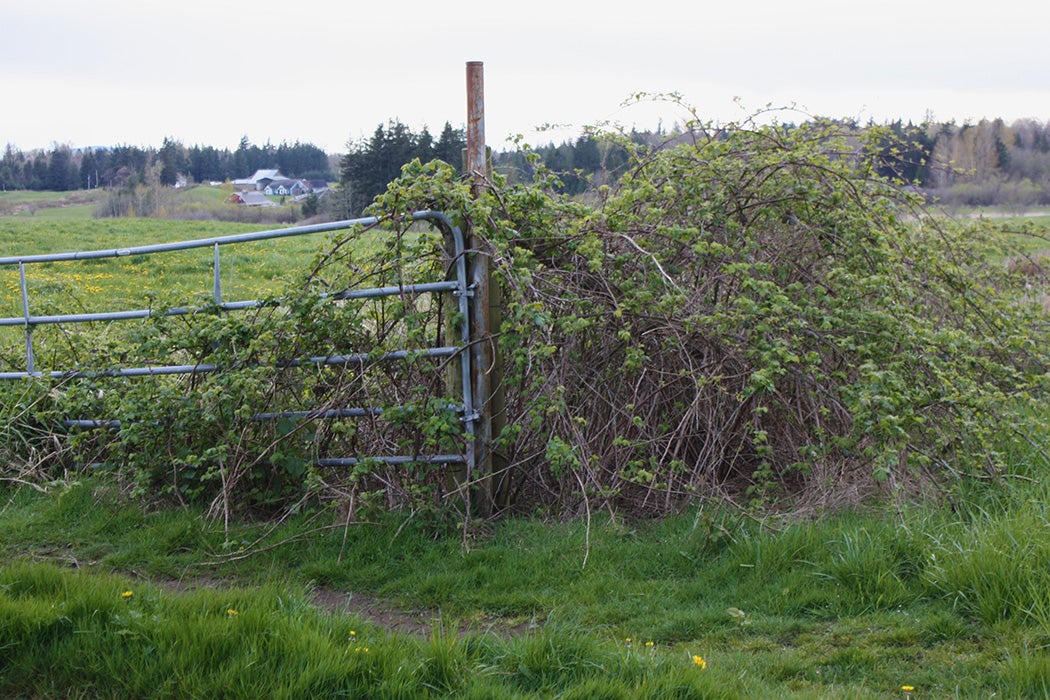 Blackberry thicket around a farm gate