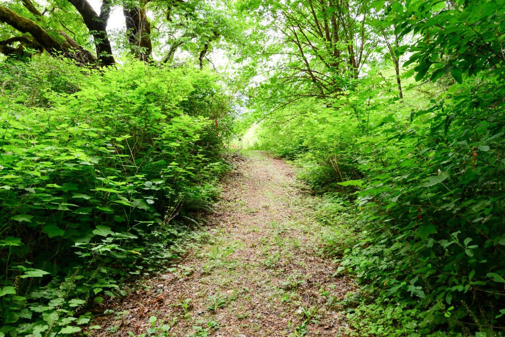 Narrow path through overgrown brush